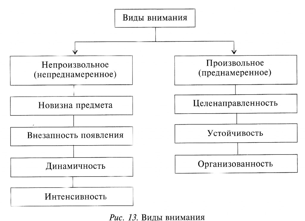 Виды внимания схема